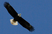 Eagle Along the James River 4-7-2012